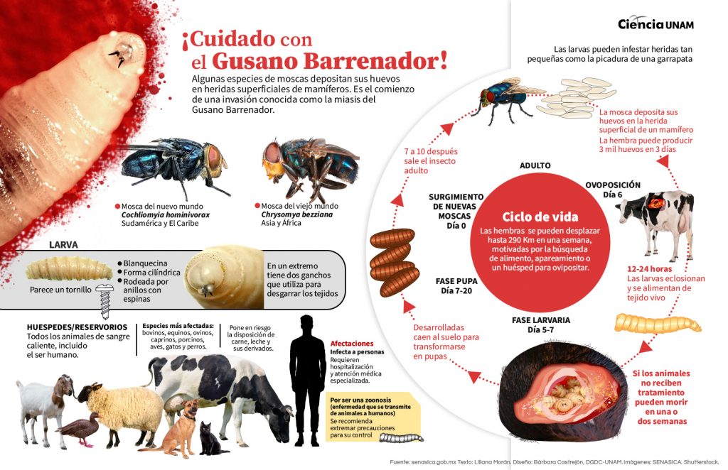 Infografía educativa de Ciencia UNAM sobre el ciclo de vida y peligros del Gusano Barrenador. Muestra imágenes detalladas de la mosca Cochliomyia hominivorax, la larva con forma de tornillo, y explica cómo afecta a animales de sangre caliente y humanos.