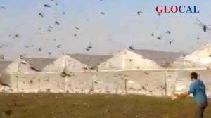 Alerta en Lanzarote por la llegada de langosta africana: El Cabildo activa el protocolo de vigilancia