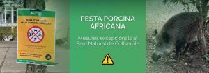 Cierre del Parque de Collserola por Peste Porcina Africana: Guía y Restricciones